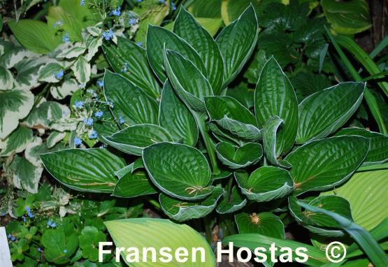 Hosta Gloriosa